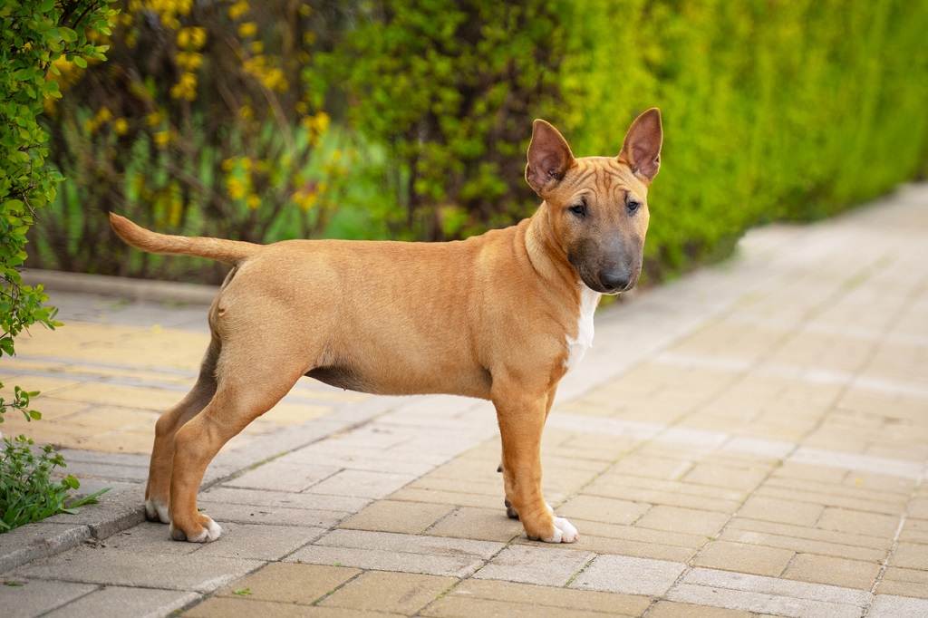 Bull Terrier Breed Guide: Photos, Traits, - BARK