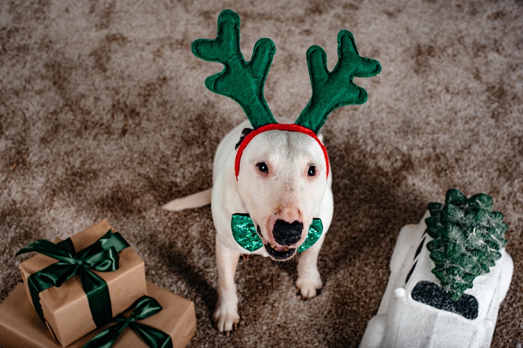 bull terrier wearing christmas antlers