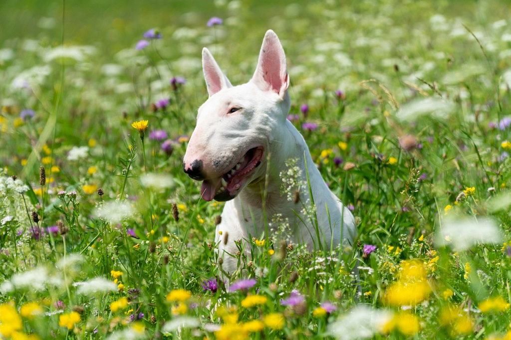 bull terrier in a flower patch