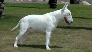 Bull terrier