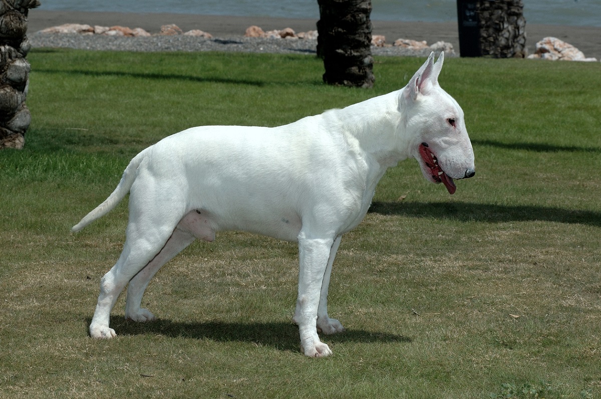 mini english bull terrier