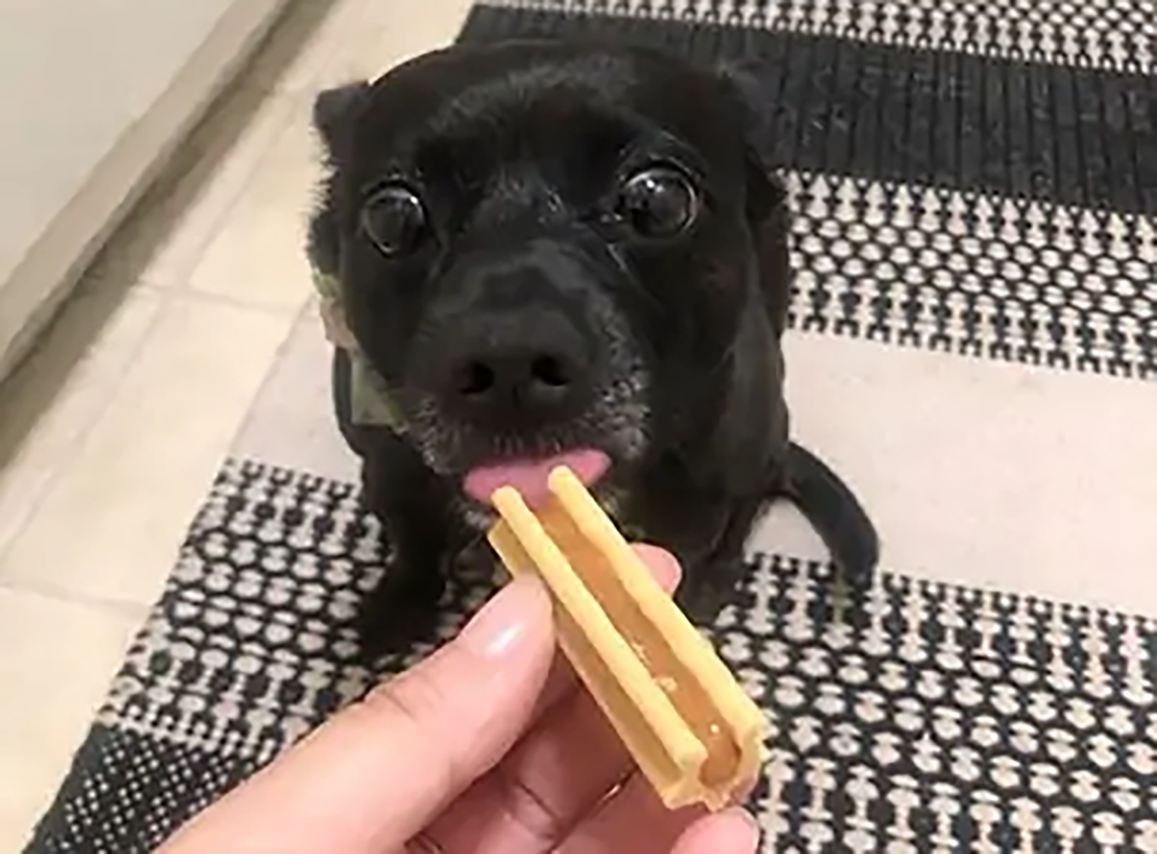 Actual BARK Bright Reviews (With Photos From Real Customers!)