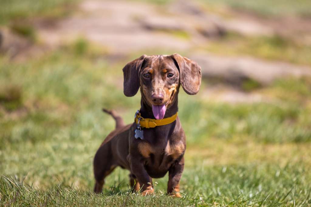 Happy Dachshund smiling and standing in the grass