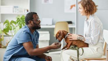 Dachshund and its owner consulting with a vet