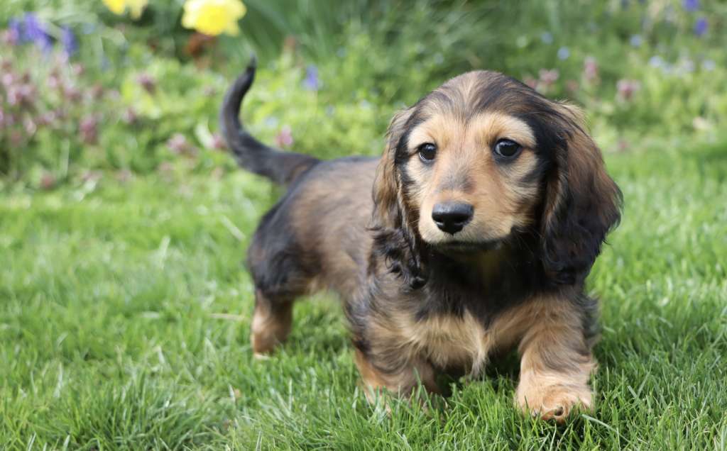 Long-haired Dachshund playing in the grass