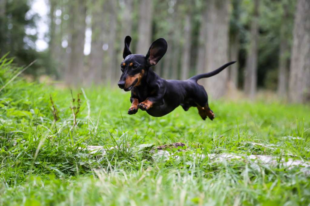 Black and tan Miniature Dachshund  jumping over a log in the countryside