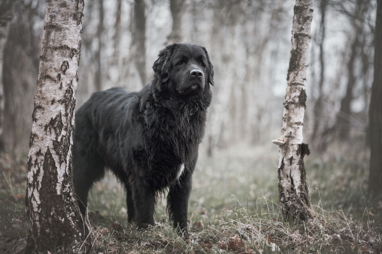 Newfoundland Breed Information Guide: Photos, Traits, & Care - BARK Post