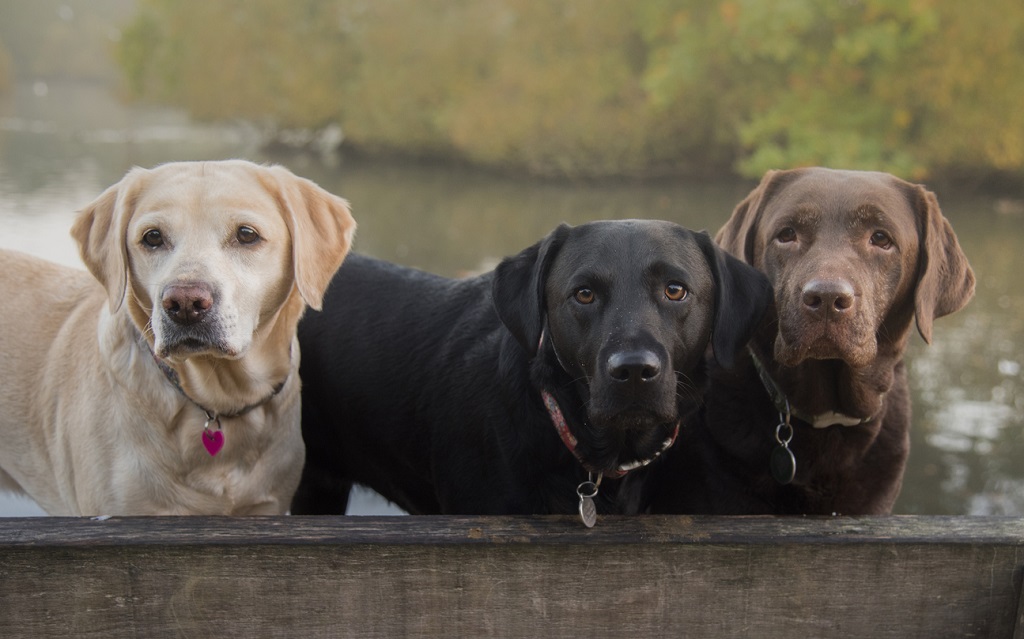 yellow, black, and chocolate labs