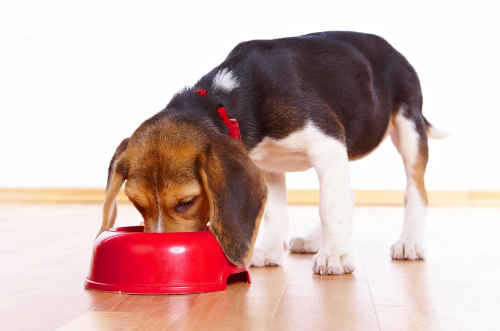 dog eating out of red bowl