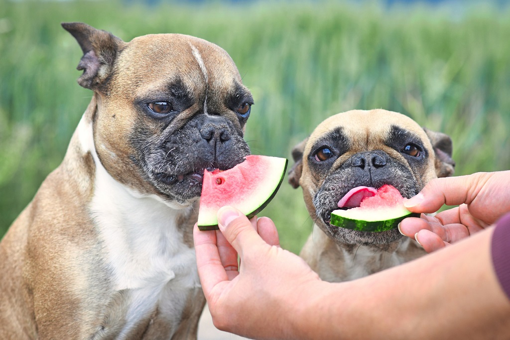 french bulldogs eating watermelon