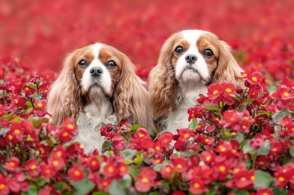 cavalier king charles spaniel puppies in flowers