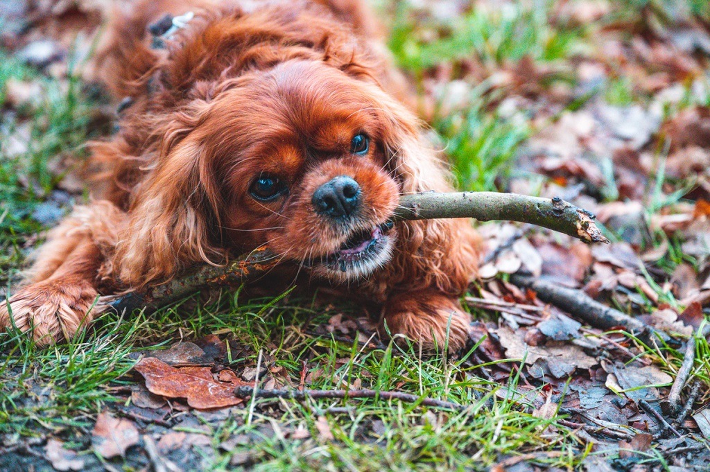 cavalier king charles spaniel chewing a stick