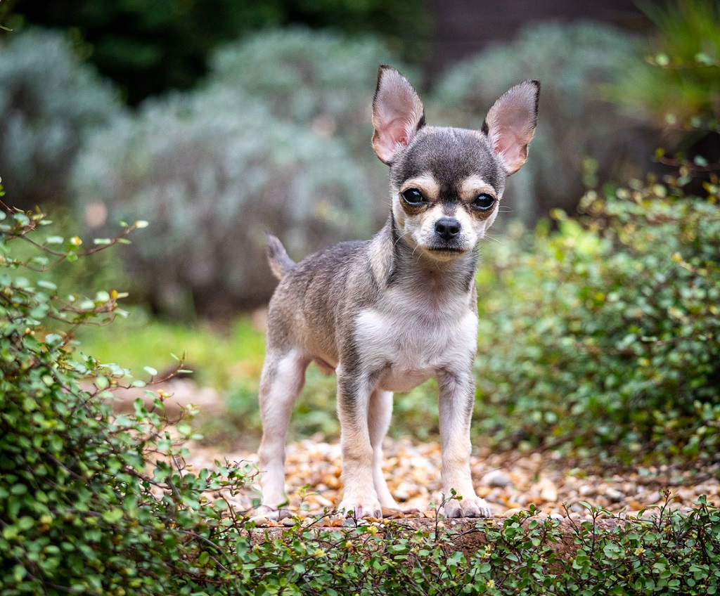 short hair chihuahua in the woods
