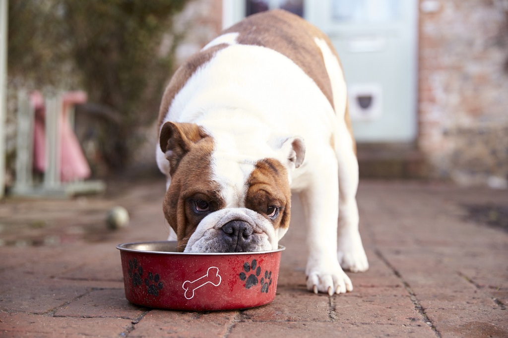 bulldog eating from bowl