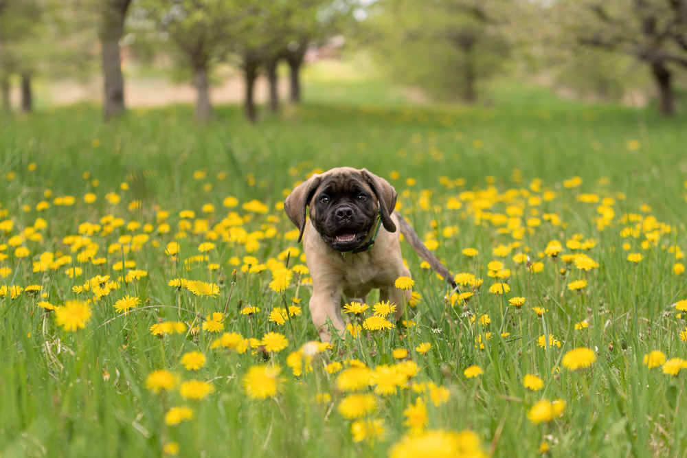 mastiff puppy playing in flowers