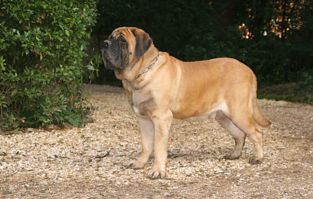 spanish mastiff dog