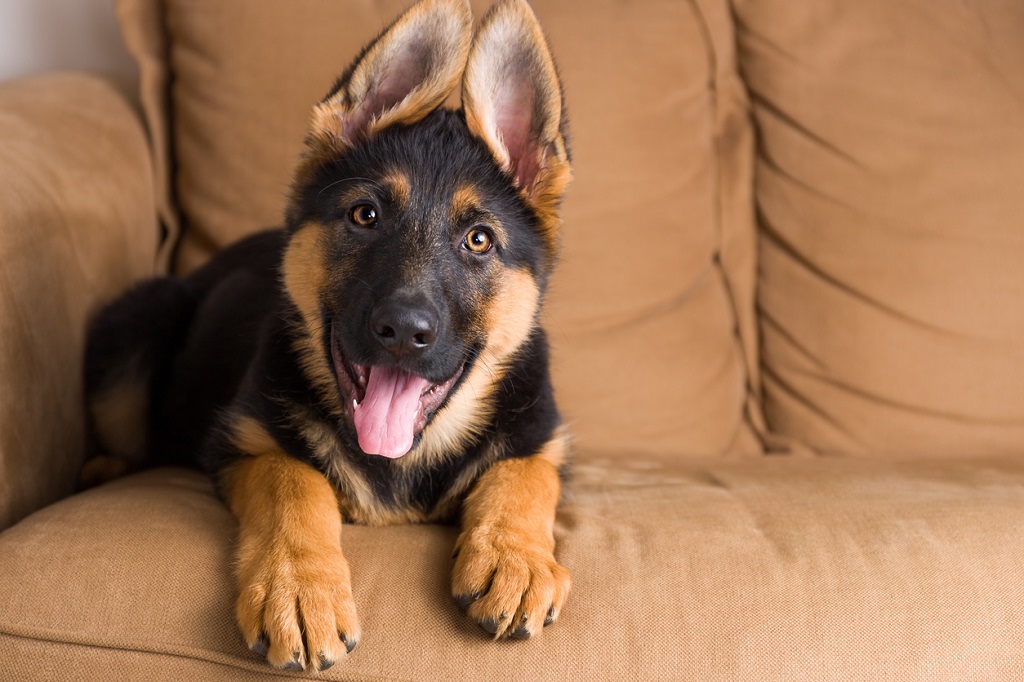 gsd on couch