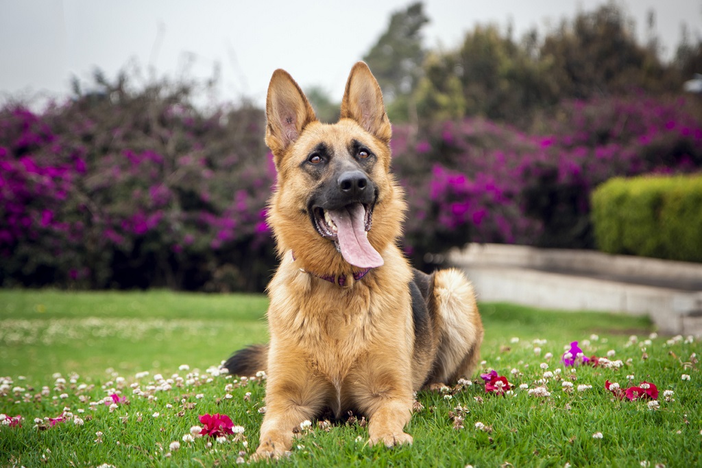 gsd panting in the grass