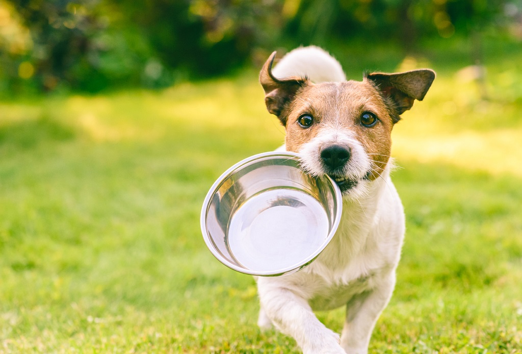 puppy carrying a bowl