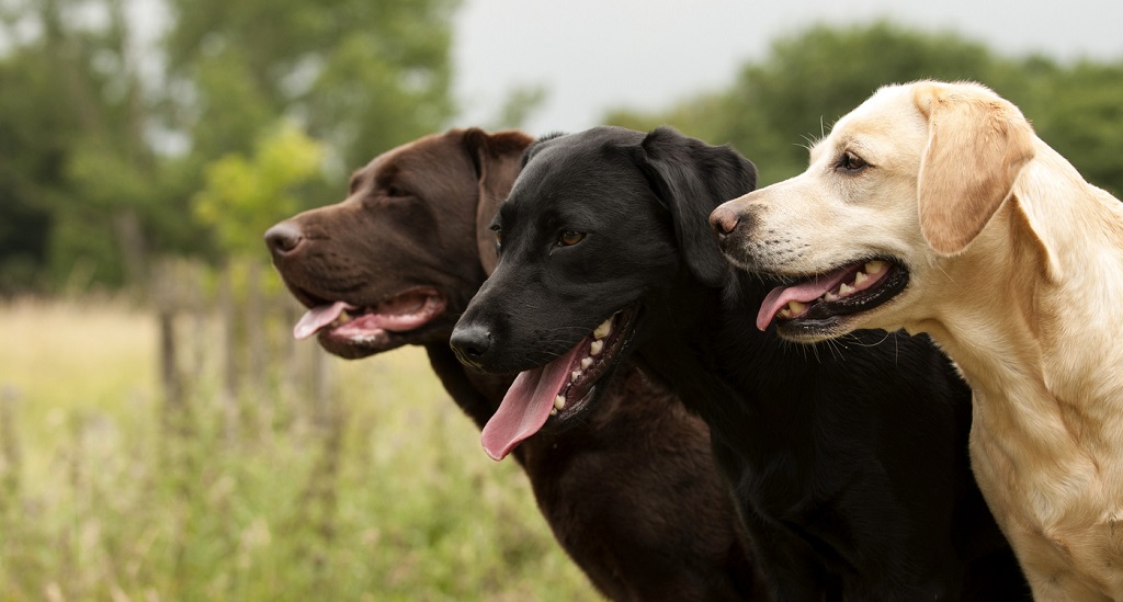 chocloate, black, and yellow labs together