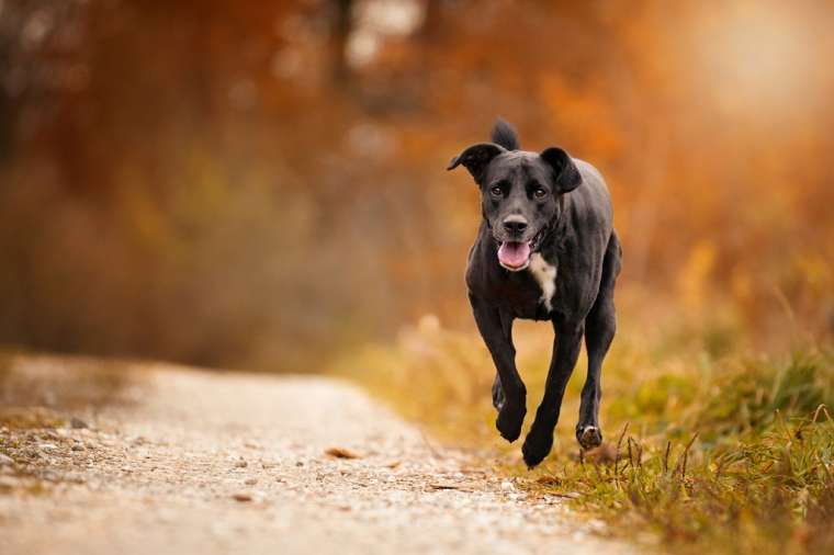 Common Labrador Retriever Health Issues BARK Post