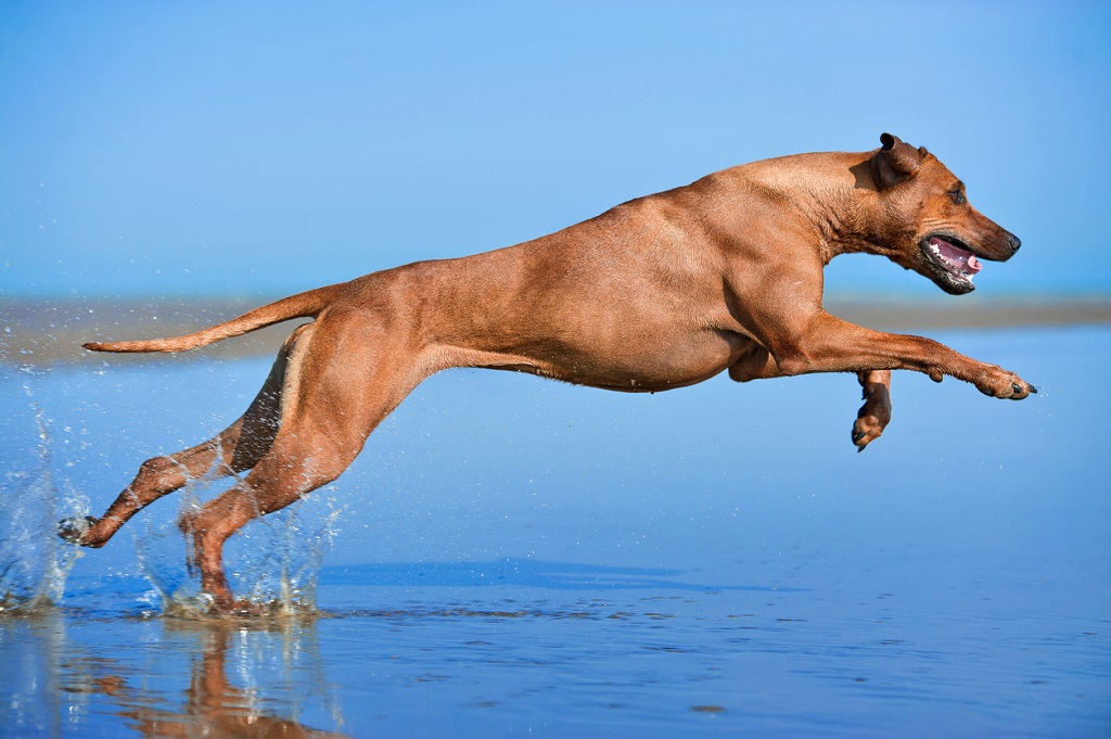 Rhodesian Ridgeback in the water