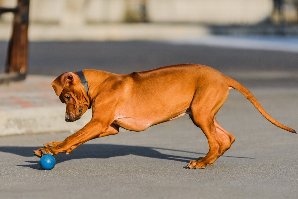 Rhodesian Ridgeback playing with a ball