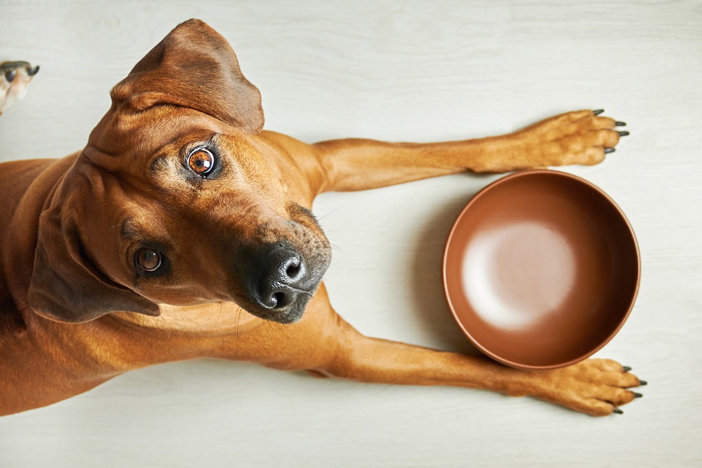 dog looking up from bowl