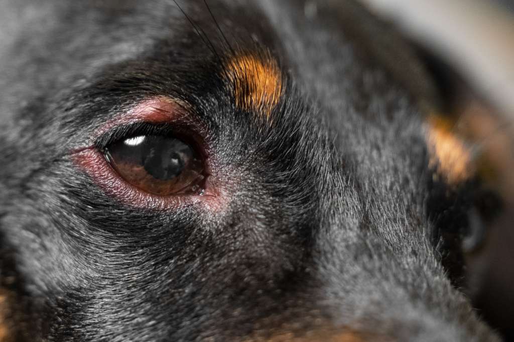 closeup of dog eye