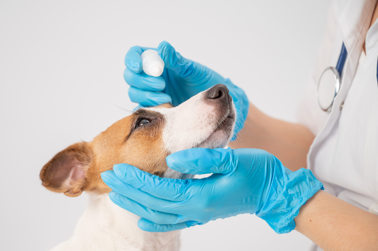 Dog Eye Infections Causes & Treatments BARK Post