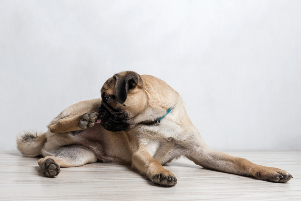 Licking paws clearance anxiety