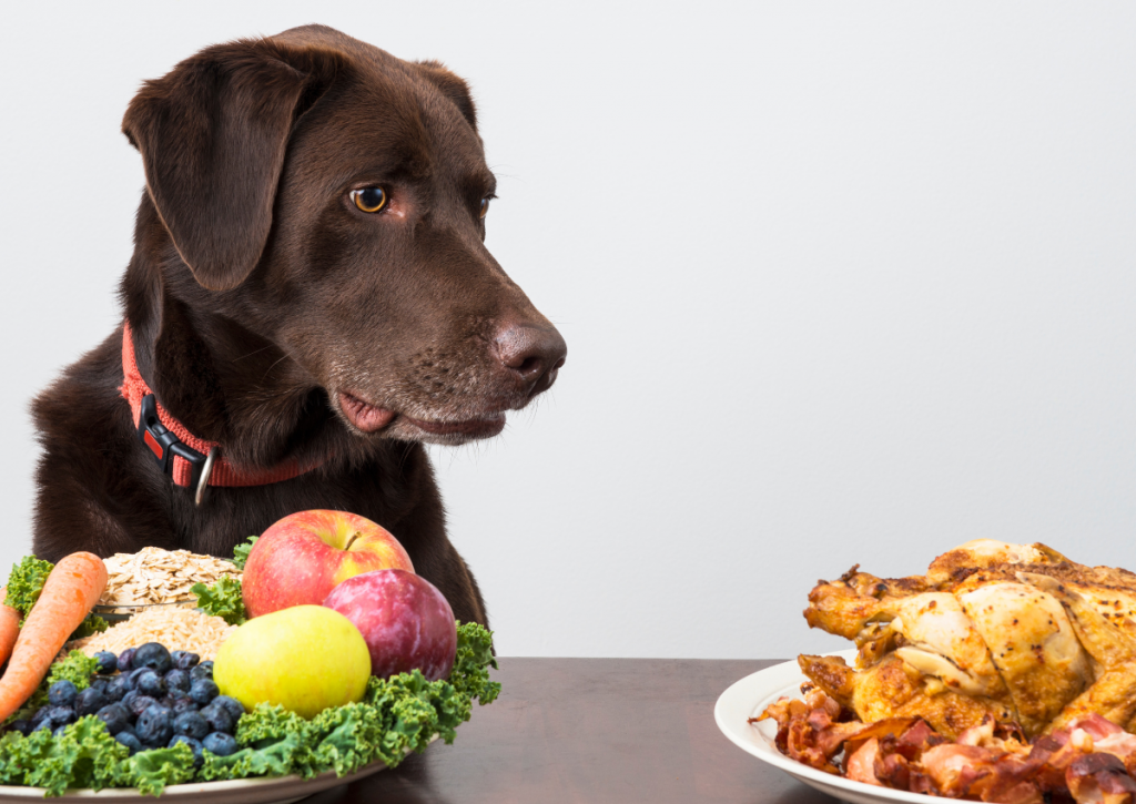 brown lab looking at chicken