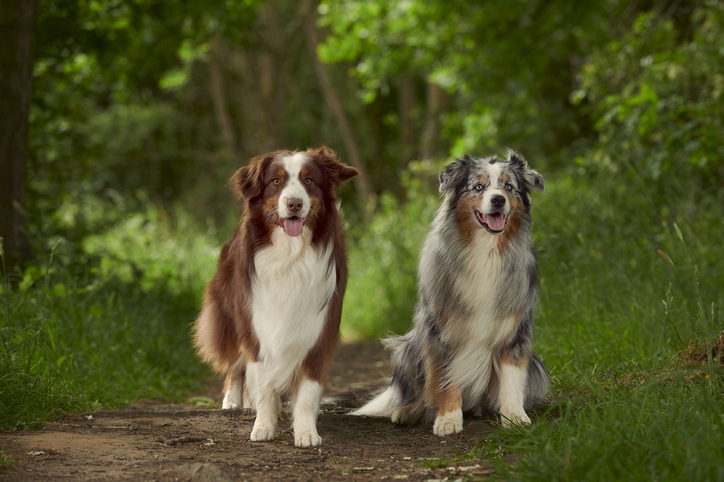 258 Reasons Why Australian Shepherds Are The Best Dogs