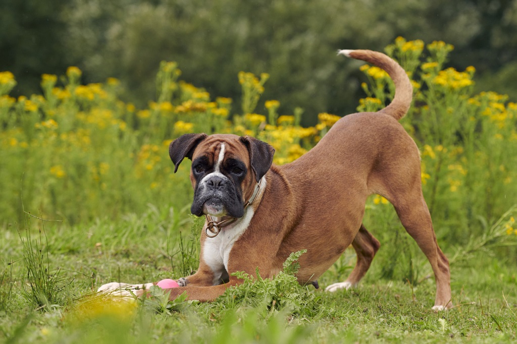 how-long-do-boxers-live-bark-post