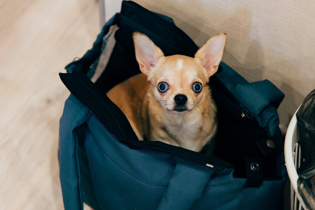 chihuahua in a bag