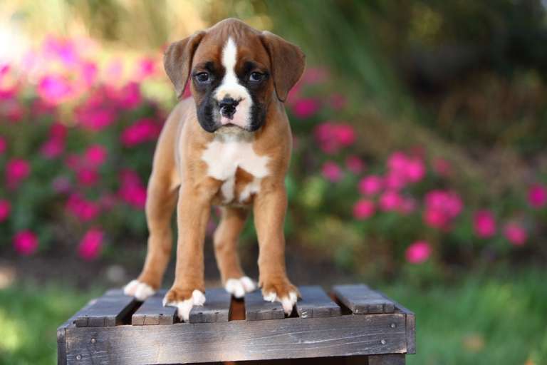 common-boxer-health-issues-bark-post