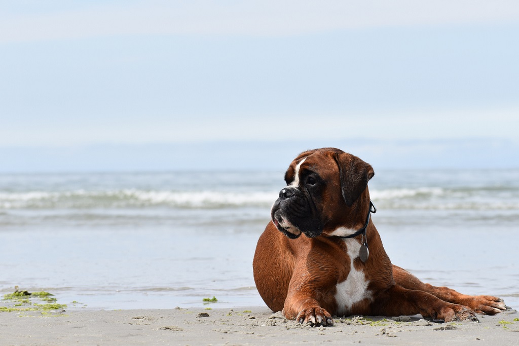 boxer at the beach