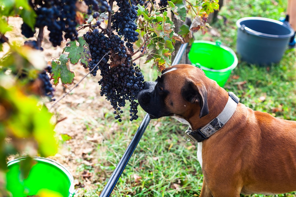 boxer sniffing some grapes