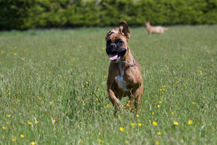 How Long Do Boxers Live BARK Post