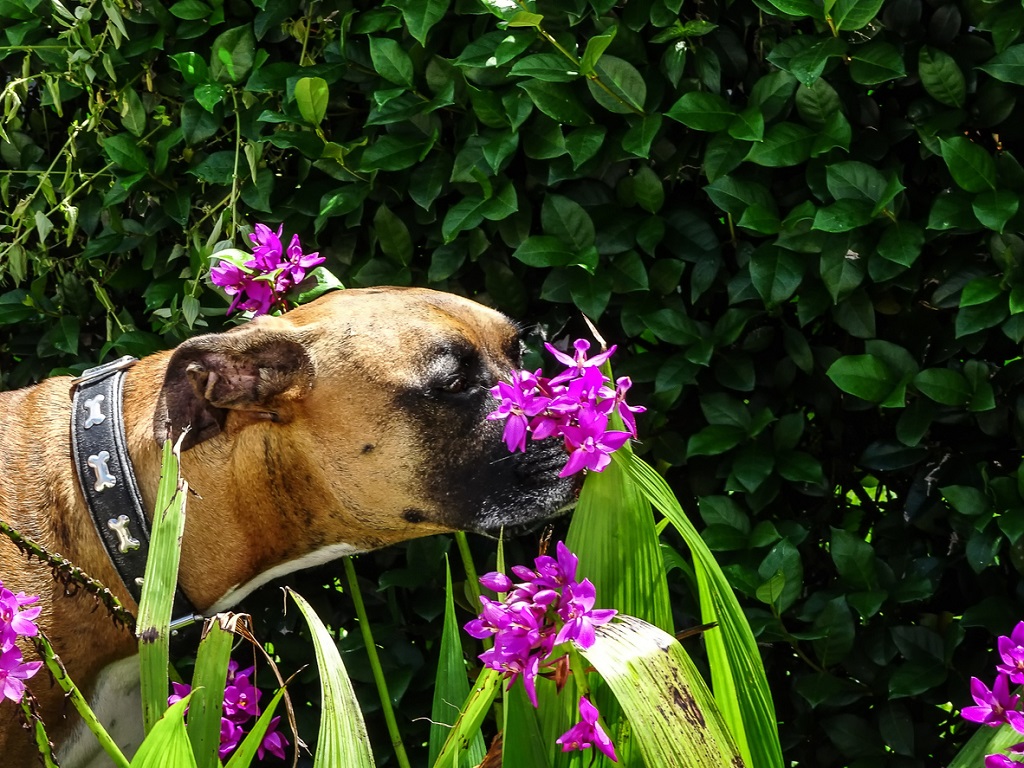 boxer sniffing flowers