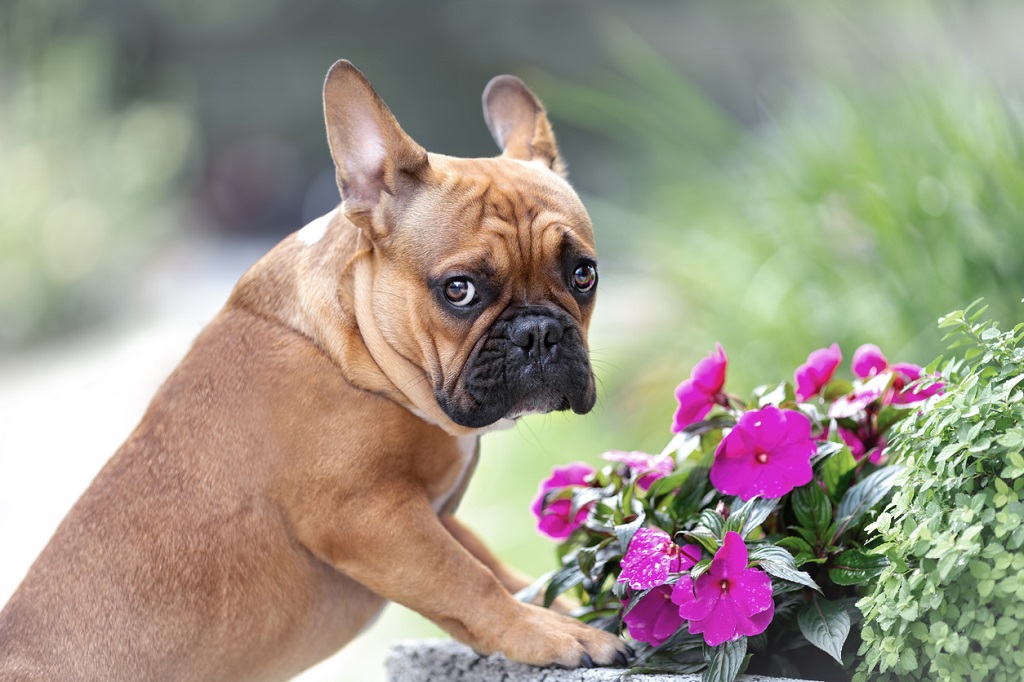 french bull dog pouting at flowers