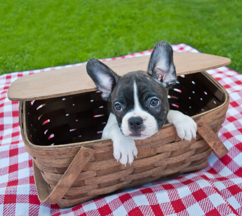 french bulldog in a picnic basket