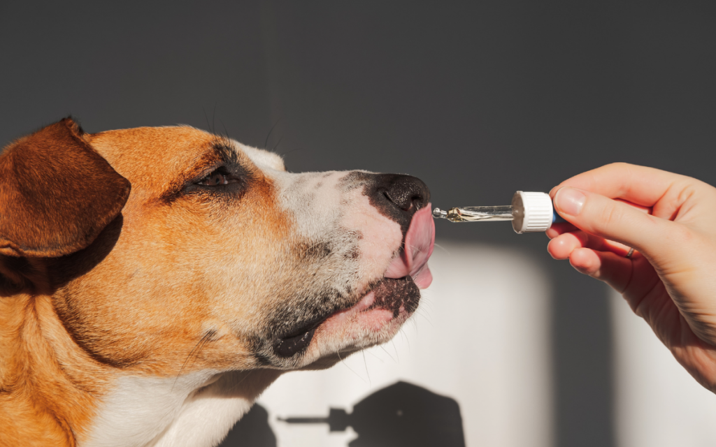 Dos and Don’ts: Practices for Feeding Your Dog Salmon Oil