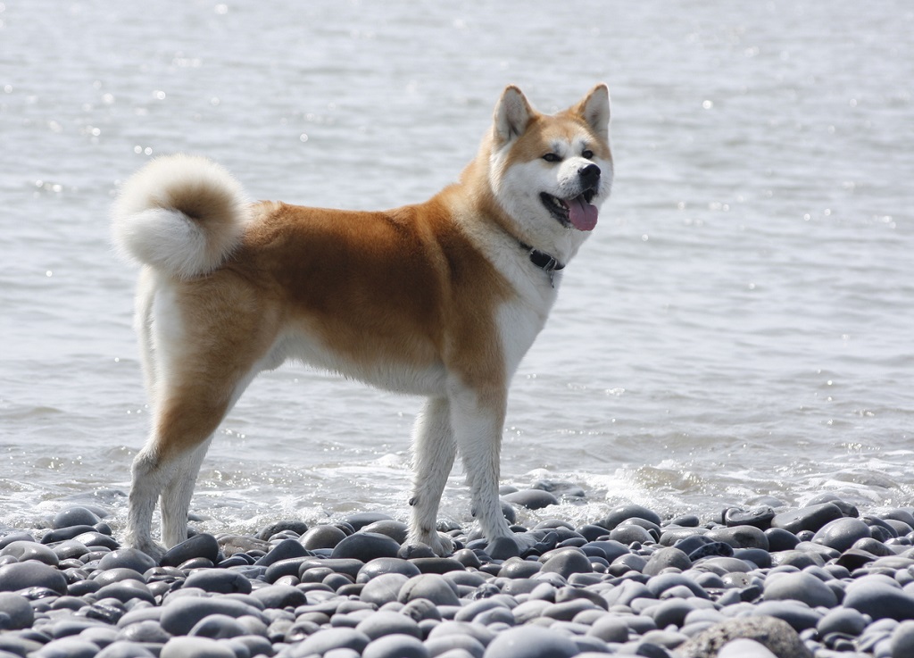 can a beagle and a akita be friends