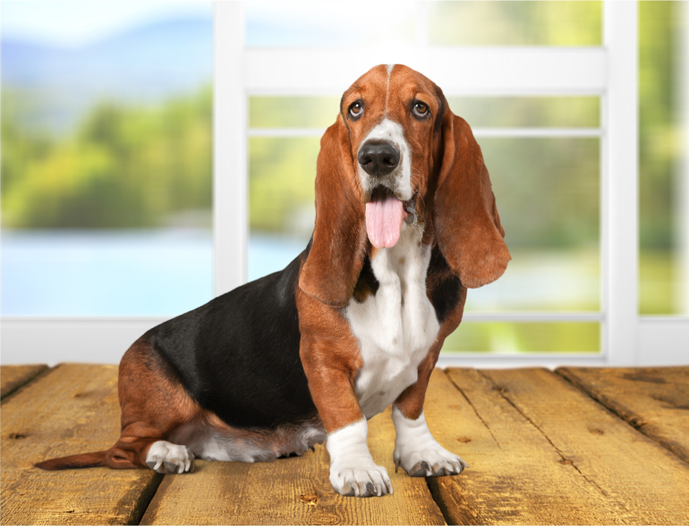 Basset Hound Breed Information Guide: Photos, Traits, & Care