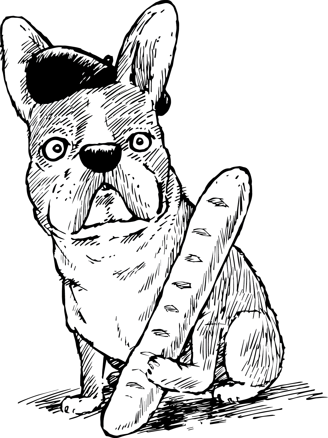 French bulldog doodle