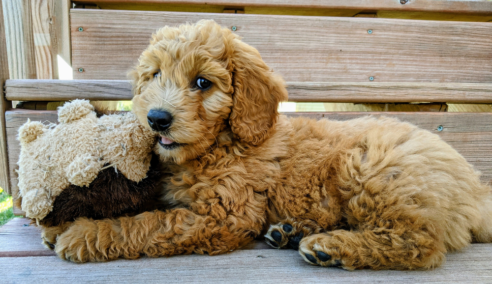 How Long Do Goldendoodles Live: Unveiling Lifespan Secrets