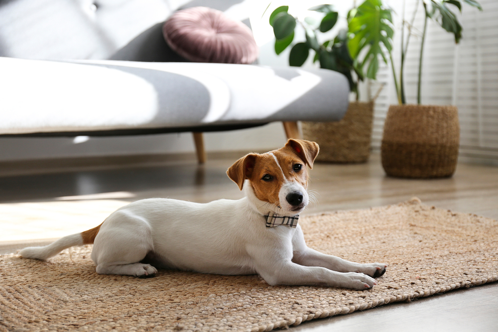 Jack Russell Terrier Breed Information Guide: Photos, Traits, & Care