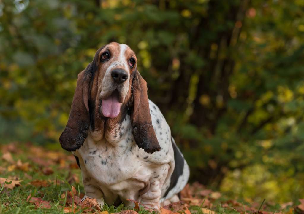 Basset Hound Breed Information Guide Photos Traits And Care Bark Post