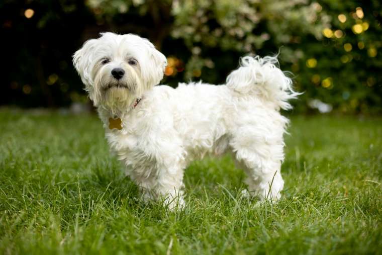 Maltese Breed Information Guide: Photos, Traits, & Care | BARK Post